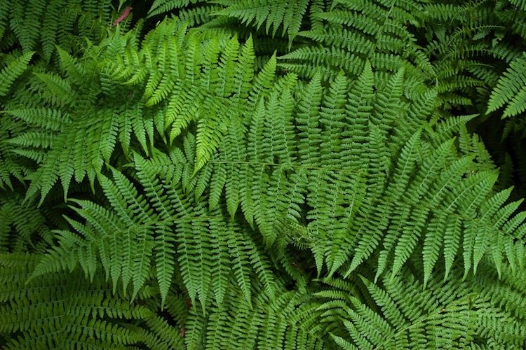 sa-fern